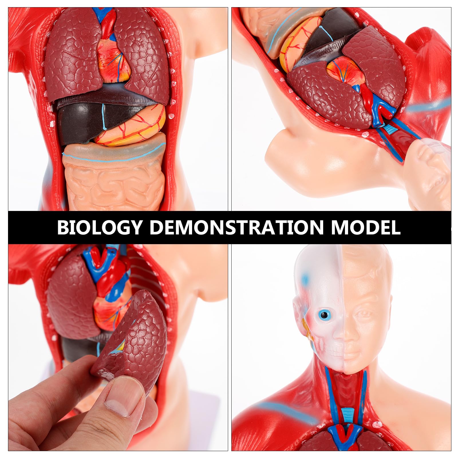 NUOBESTY Anatomisches Herzmodell zur Anschaulichen Demonstration aus Pvc Menschliches mit 15 Abnehmbaren Teilen Zerlegbares Dissektionsmodell für Krankenhäuser und Schulen