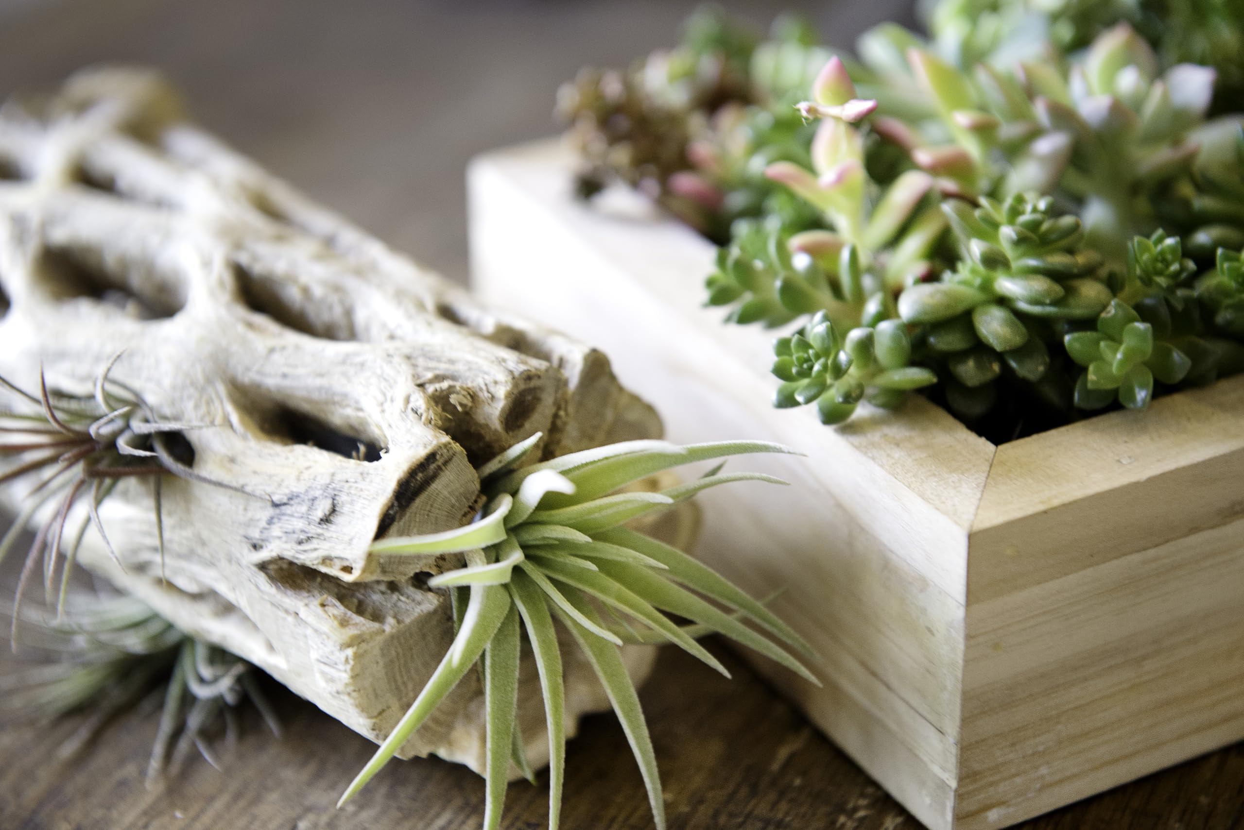 SuperMoss (23491 Cholla Wood, Natural, 1pc (12in)