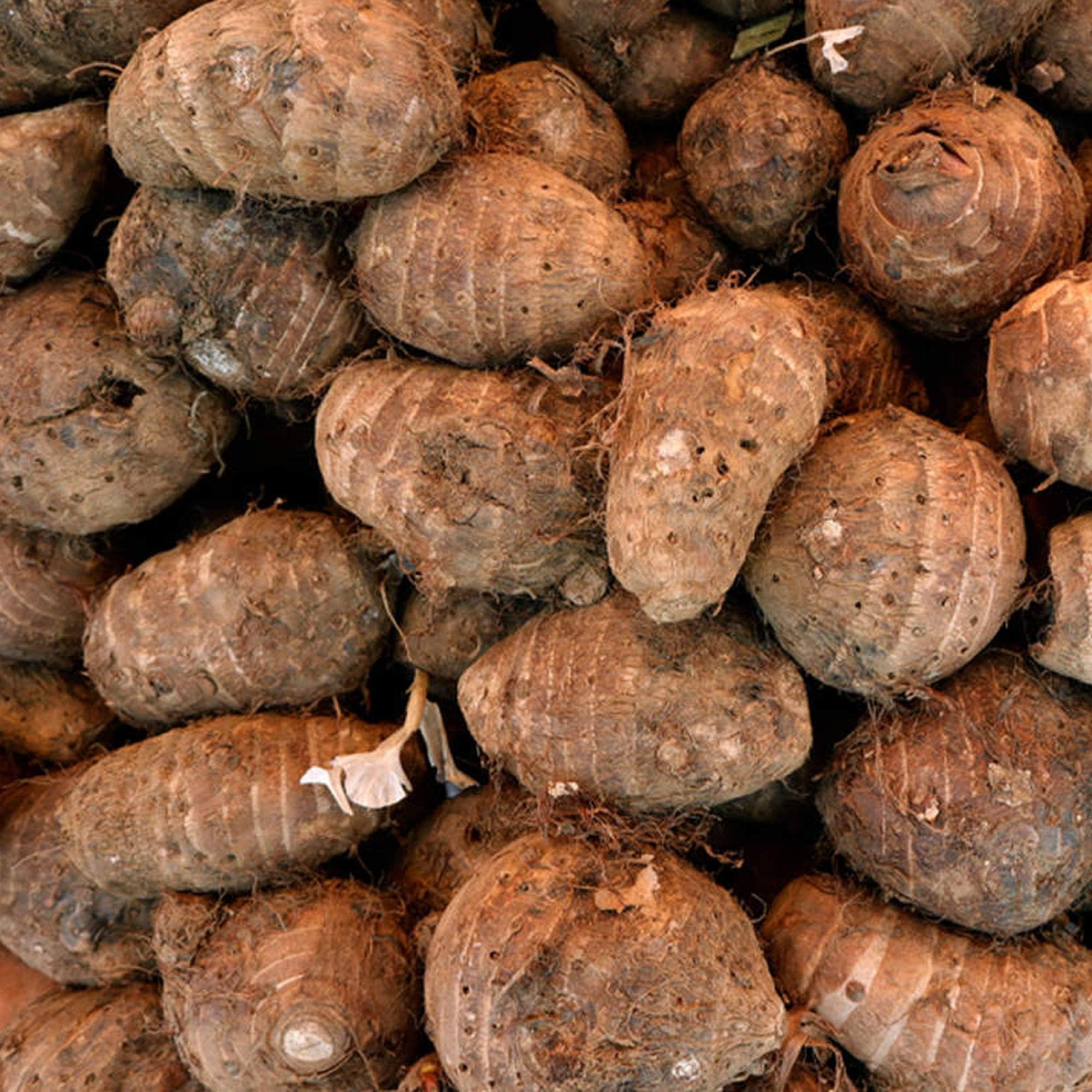 - Southside Naturals Colocasia Esculenta Elephant Ear Taro Bulbs for Easy Growing | Taro Roots Growing Bulbs | Fast Growing Indoor And Outdoor Chinese Taro Bulbs | Yam Beans Bulb For Growing | 10 Bulbs