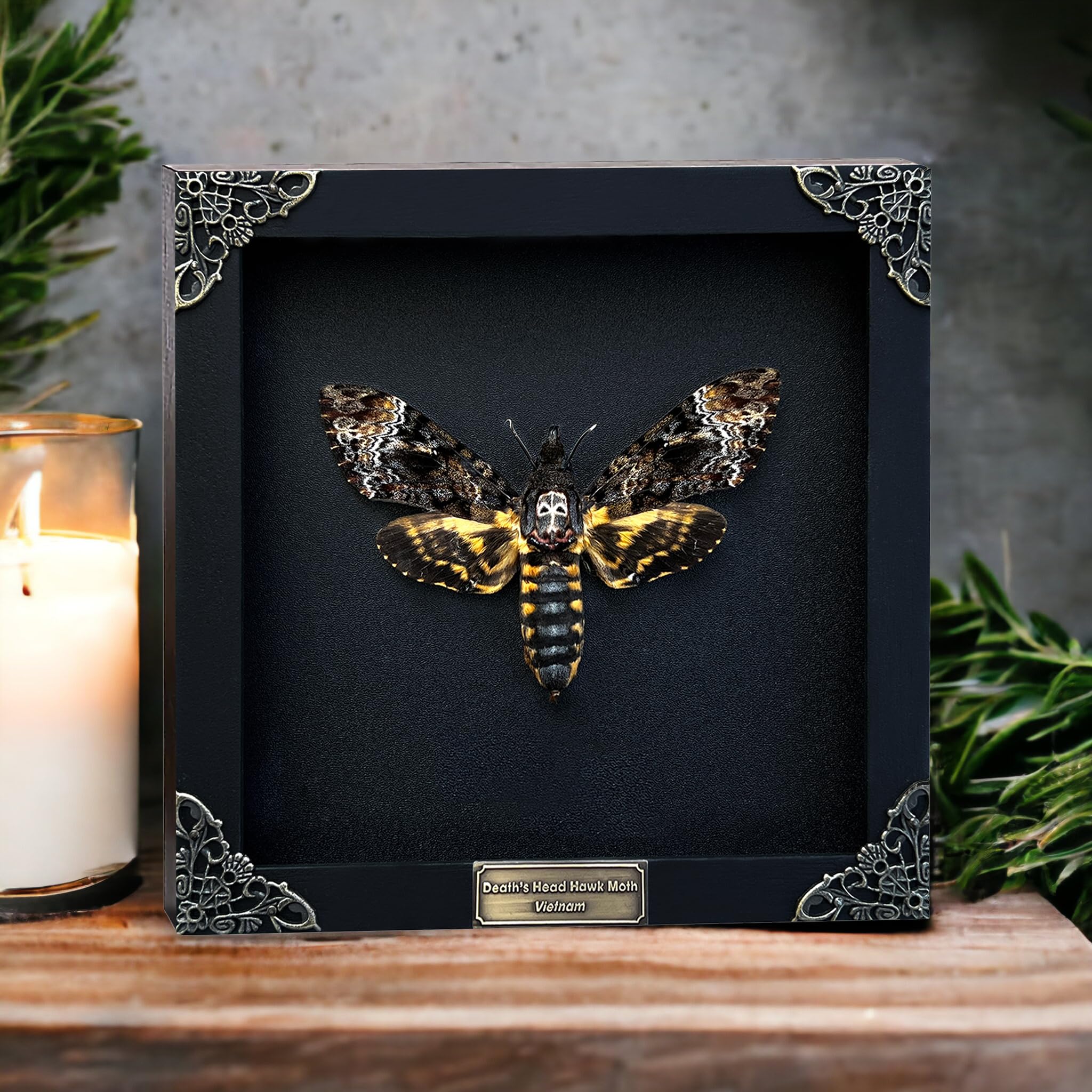 Real Death Head Moth Black Skull Insect Art Acherontia Butterfly Entomology Shadow Box Insect Oddity Skull Curiosities Unique Taxidermy Collectables Wall Art Home Decor Gallery K18-01-DE