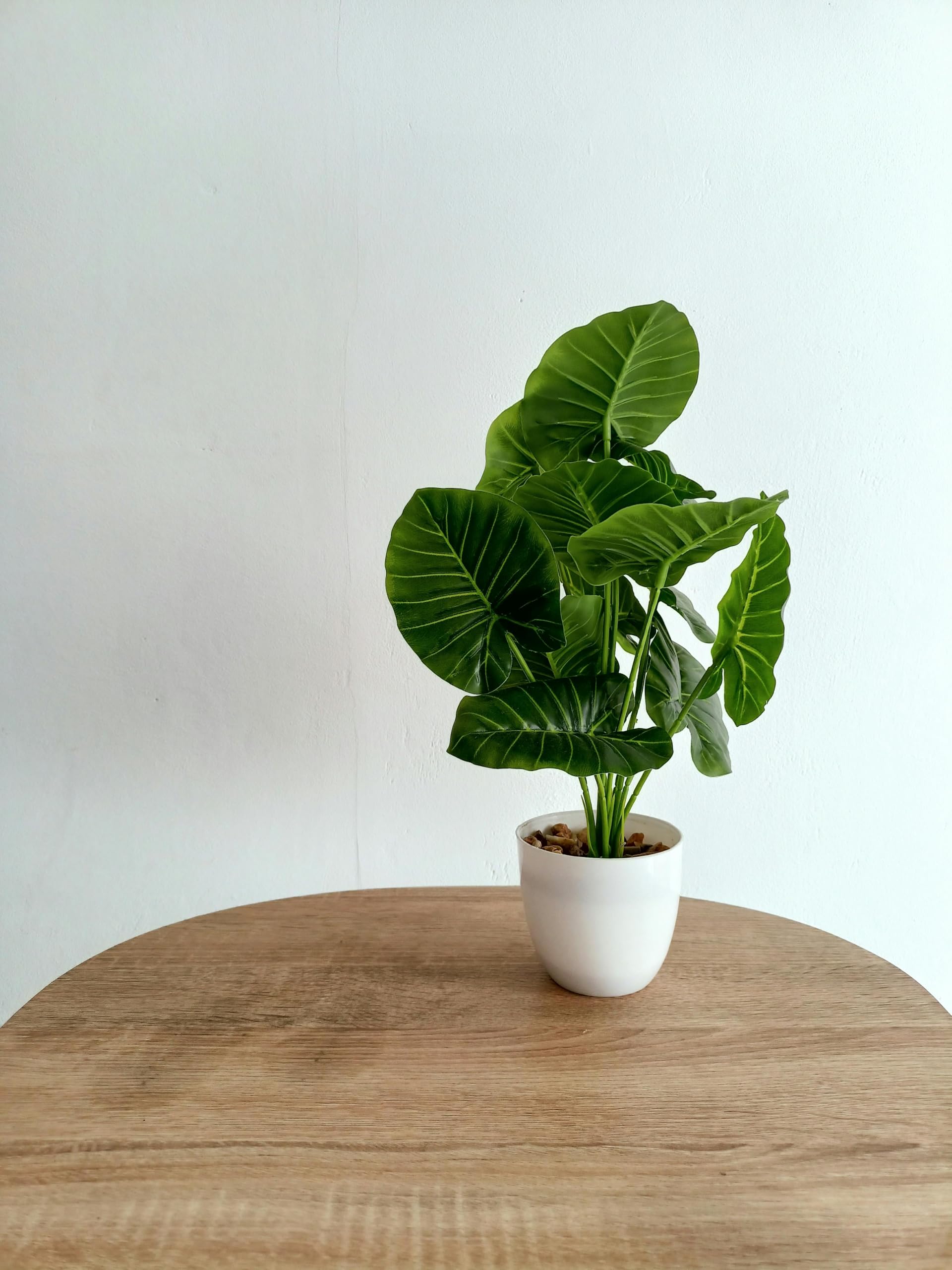 Alocasia Macrorrhizos Live Plant (Exotic Large Leaves, Tropical Ornamental Beauty & Easy Care) – Suitable for Indoor Decor and Garden Spaces (1 Healthy Medium Size Live Plant)-image-11