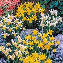 YouGarden Mini Mixed Daffodil Bulbs, 100 Spring Flowering Bulbs, Plant for Spring Flowering Bulb, Planting Now UK, Perfect for Beds, Borders and Pots