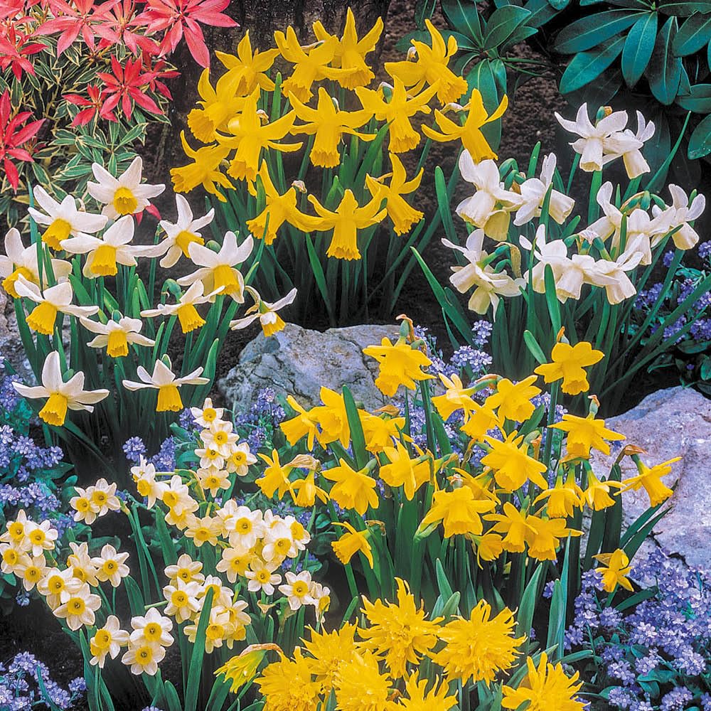 YouGarden Thalia Daffodils Bulb Collection, Pack of 20, Autumn Planting Bulbs for Early Spring Flowering