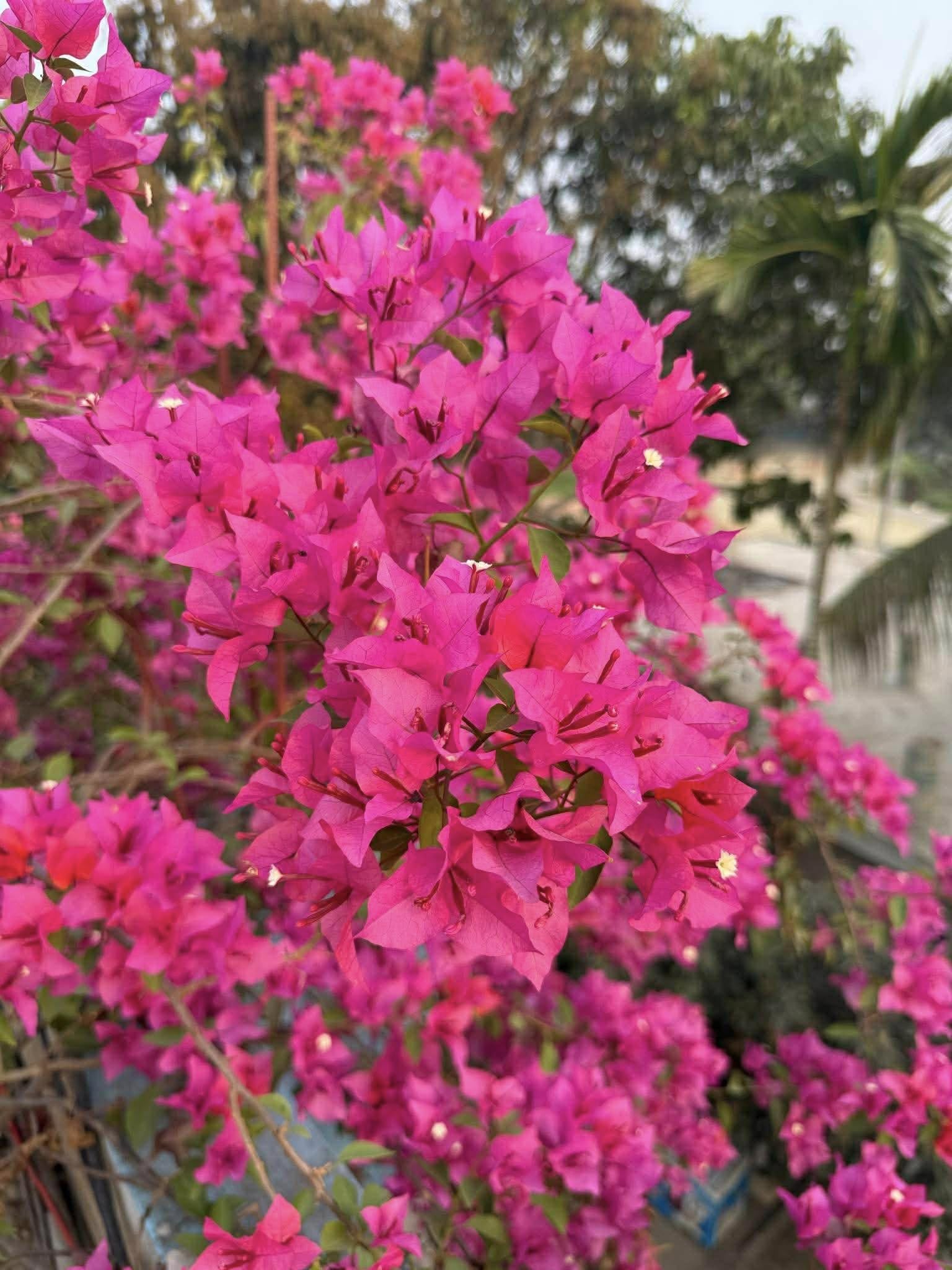 Rare Bougainvillea Live Flower Plant || Healthy Live Plant with Grow Bag & Secure Packing || Beautiful Flower Garden Decoration (pink)-image-19