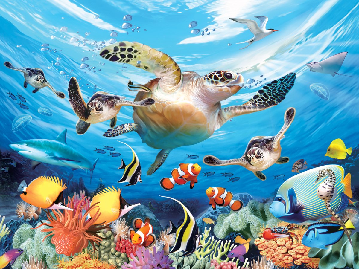 Amazon.co.jp: Howard Robinson Hr13502 Super 3D Voyage de la Tortue