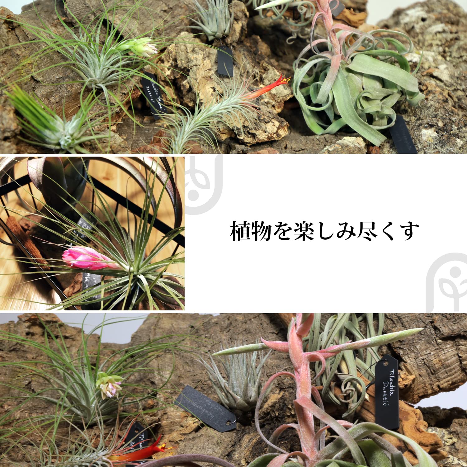 Amazon.co.jp: PLANTENT 園芸用ラベル 黒 小 エアプランツ・ブロメリア