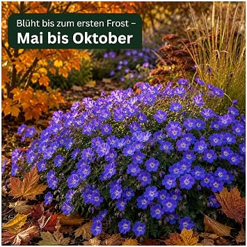 Geranium 'Rozanne ®' (stork beak) 1 litre continuous blooming
