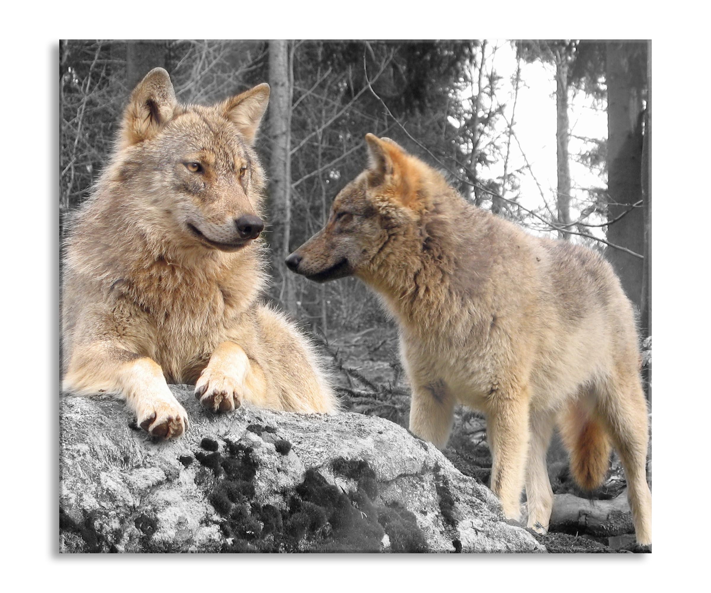Wölfe im Wald Herdabdeckplatte & Spritzschutz aus Echtglas | Für Herd-Kochfelder | 60x52 cm
