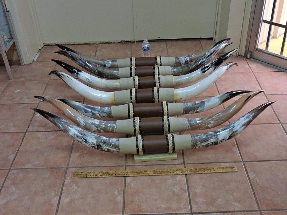 Real Mounted Steer Cow Bull Texas Long Horns (One Set Only