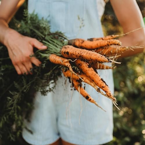Nantes Zanahoria - 150 semillas - Variedad de reliquia y polinizada abierta, semillas de vegetales sin OMG para plantar en interiores o exteriores
