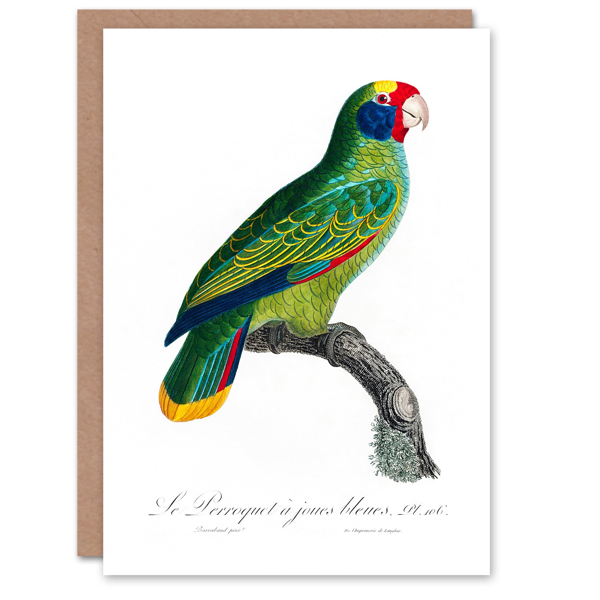 Artery8 Francois Levaillant Art Card Red And Blue Amazon Parrot