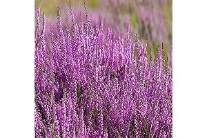Scotch(Scottish) Heather Seeds, Perennial Ground Cover - 100 Calluna vulgaris Seeds to...