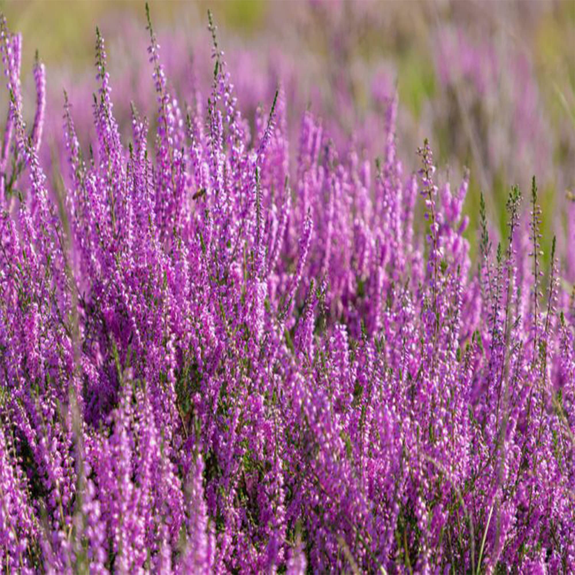 100 Calluna vulgaris Seeds, Scotch(Scottish) Heather, Perennial Ground Cover, Attract Bees and Butterfly -QAUZUY GARDEN