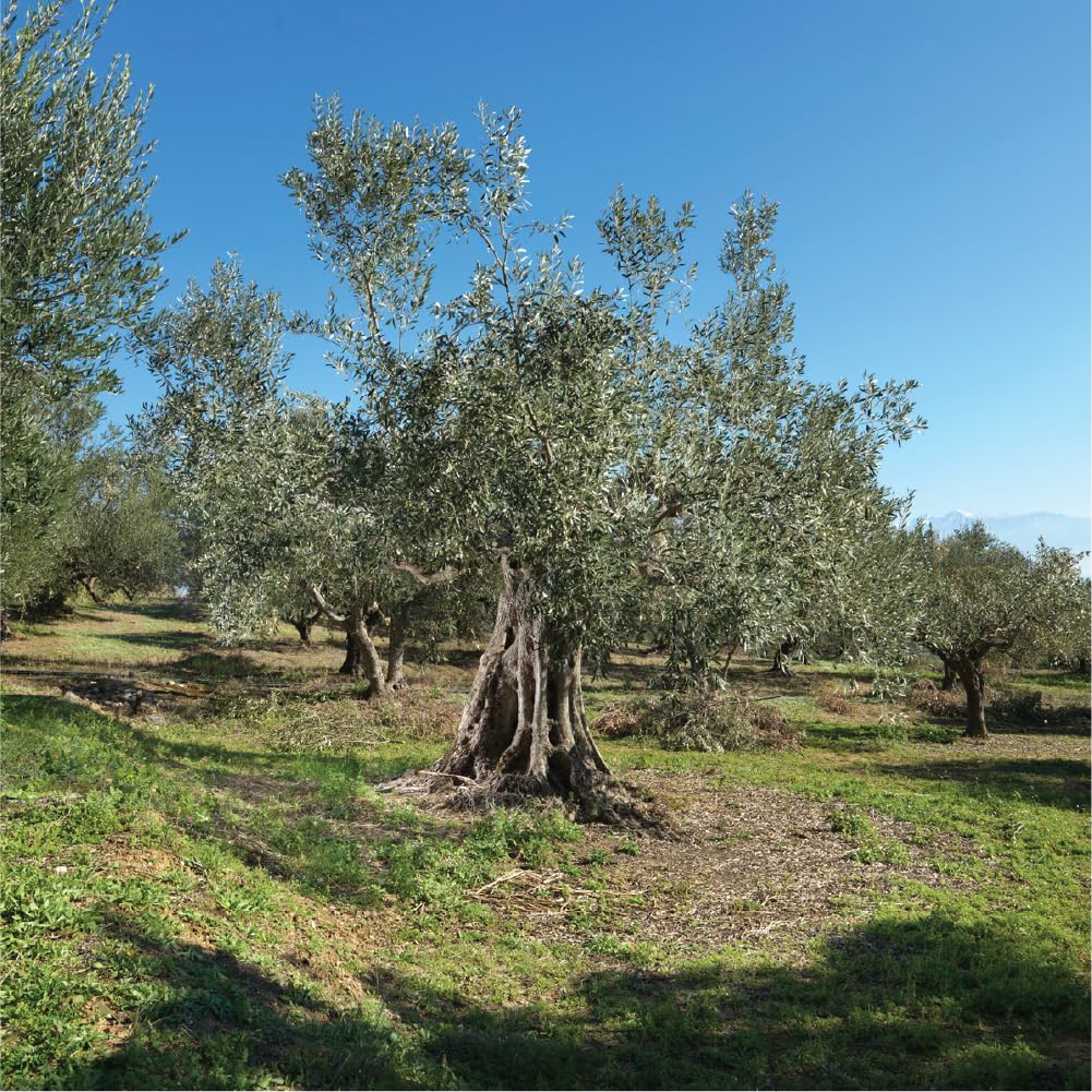 Iliada Kalamata PDO Extra Virgin Olive Oil, 750ml Round Tin | Multi-Awarded | Single Region 100% Greek | Monovarietal Koroneiki | Cold Press | Polyphenol Rich | Chef's Favorite [Pack of 2]