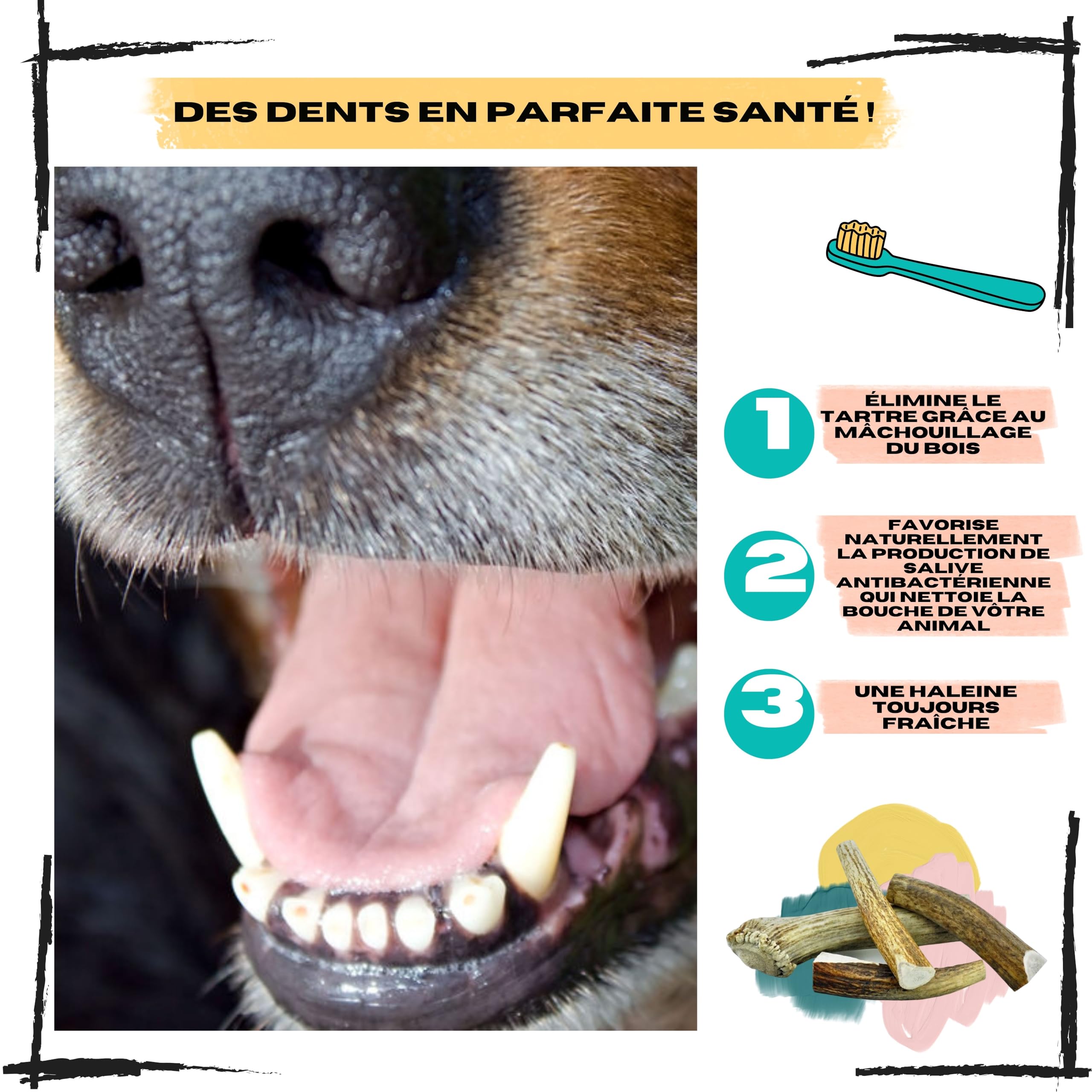 Bois de cerf pour Chien, Taille XL 30 à 45 Kg | Nettoie les dents, Longue durée de mastication, Apport en calcium naturel, Anti-stress pour chiens actifs