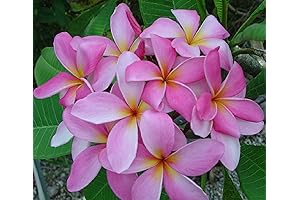 Enhance Your Tropical Oasis: Pink Hawaiian Plumeria Plant Cuttings