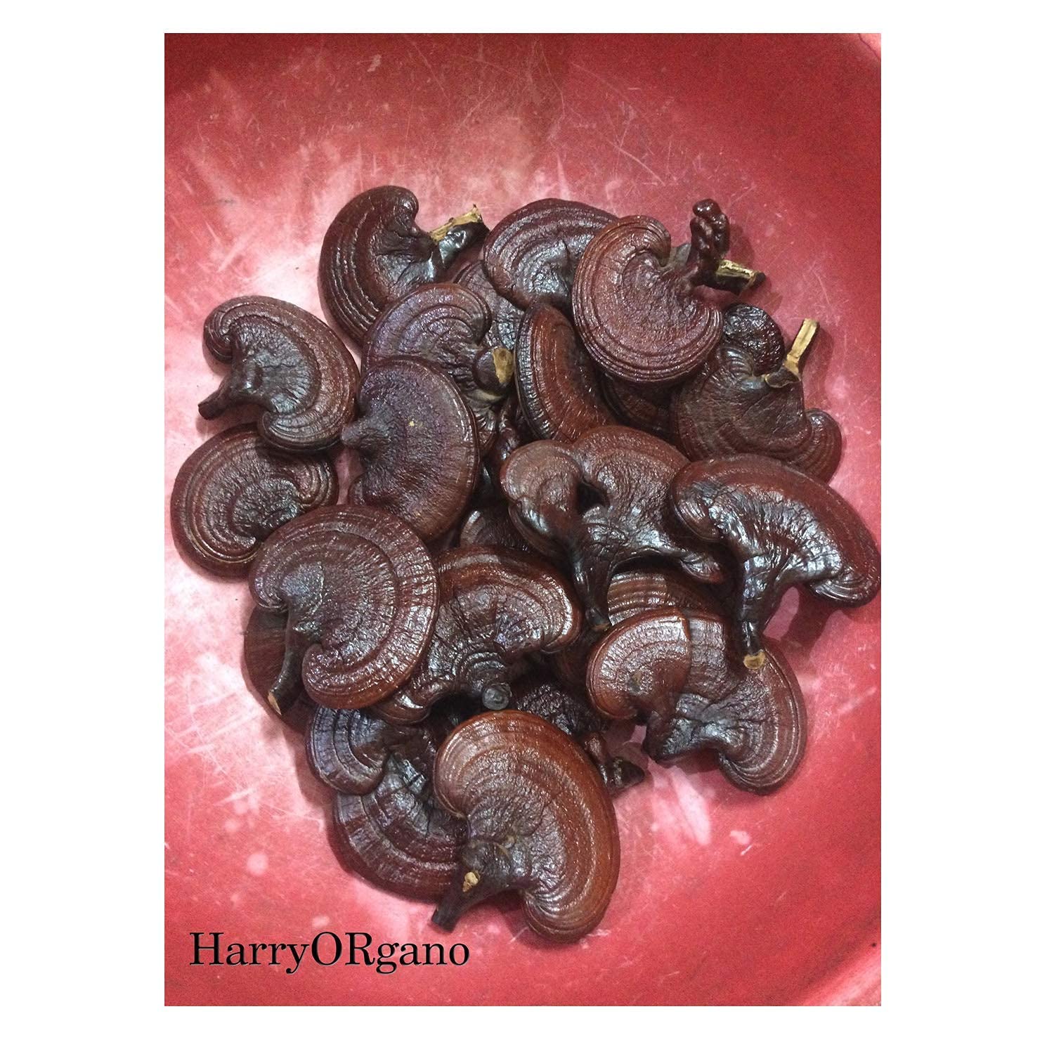 HARRY ORGANO- Ganoderma Lucidum Mushroom (50gm)