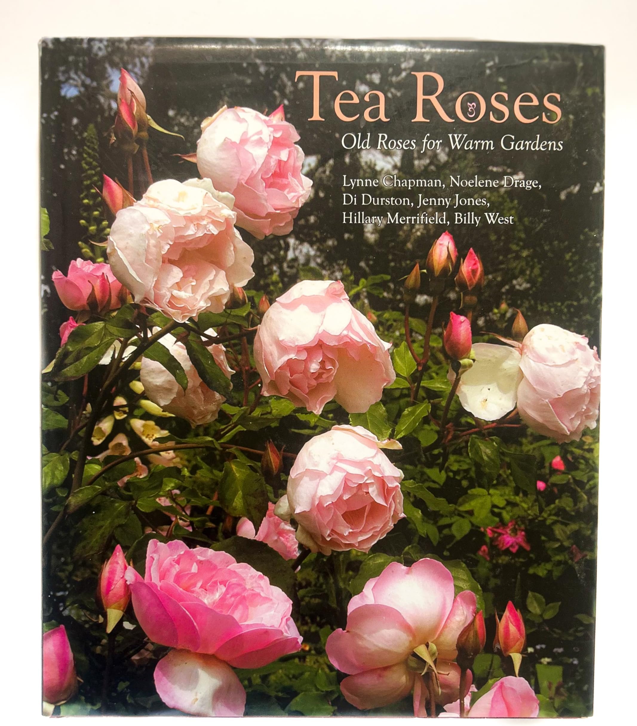Tea Roses: Old Roses for Warm Gardens