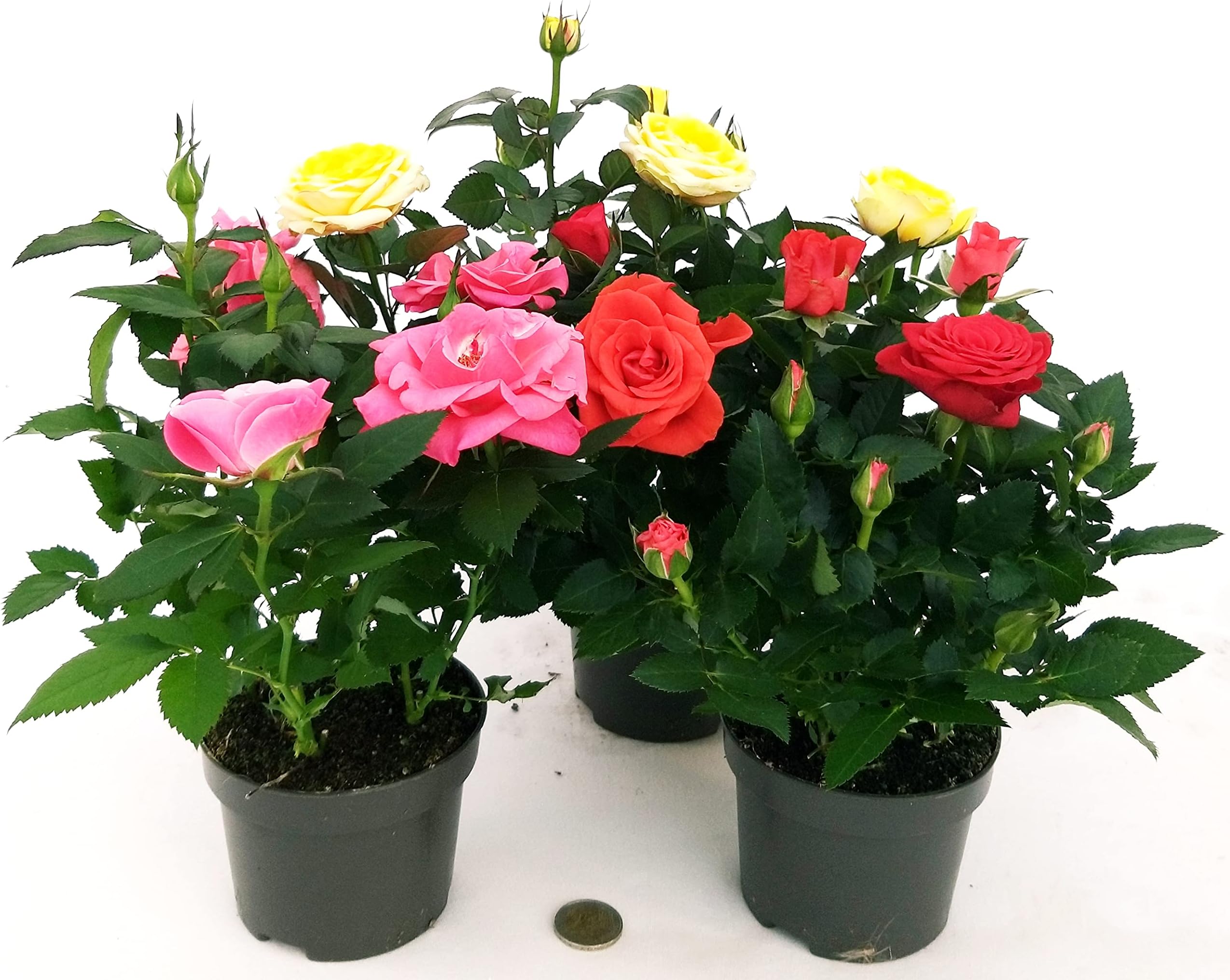 Powers To Flowers - Anthurium Rosa In Vaso Ceramica Fucsia Stondato Pianta Vera