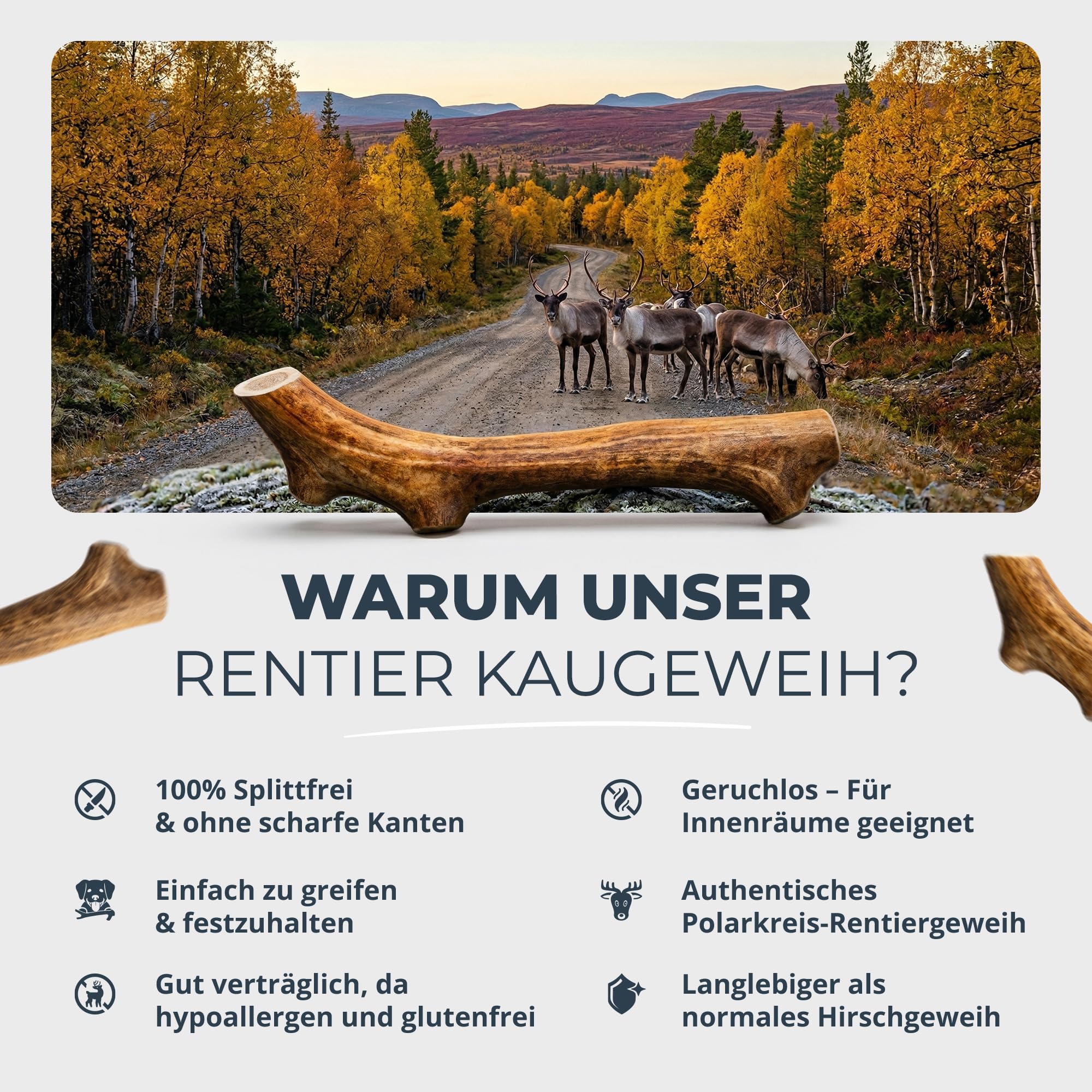 Kaugeweih Hund echtes Rentier | Alternative zu Hirschgeweih Hund & Kauknochen | Extra Lang & Robust | Perfektes Kauholz & Unzerstörbares Kauspielzeug Hunde (L, 1 Stück)