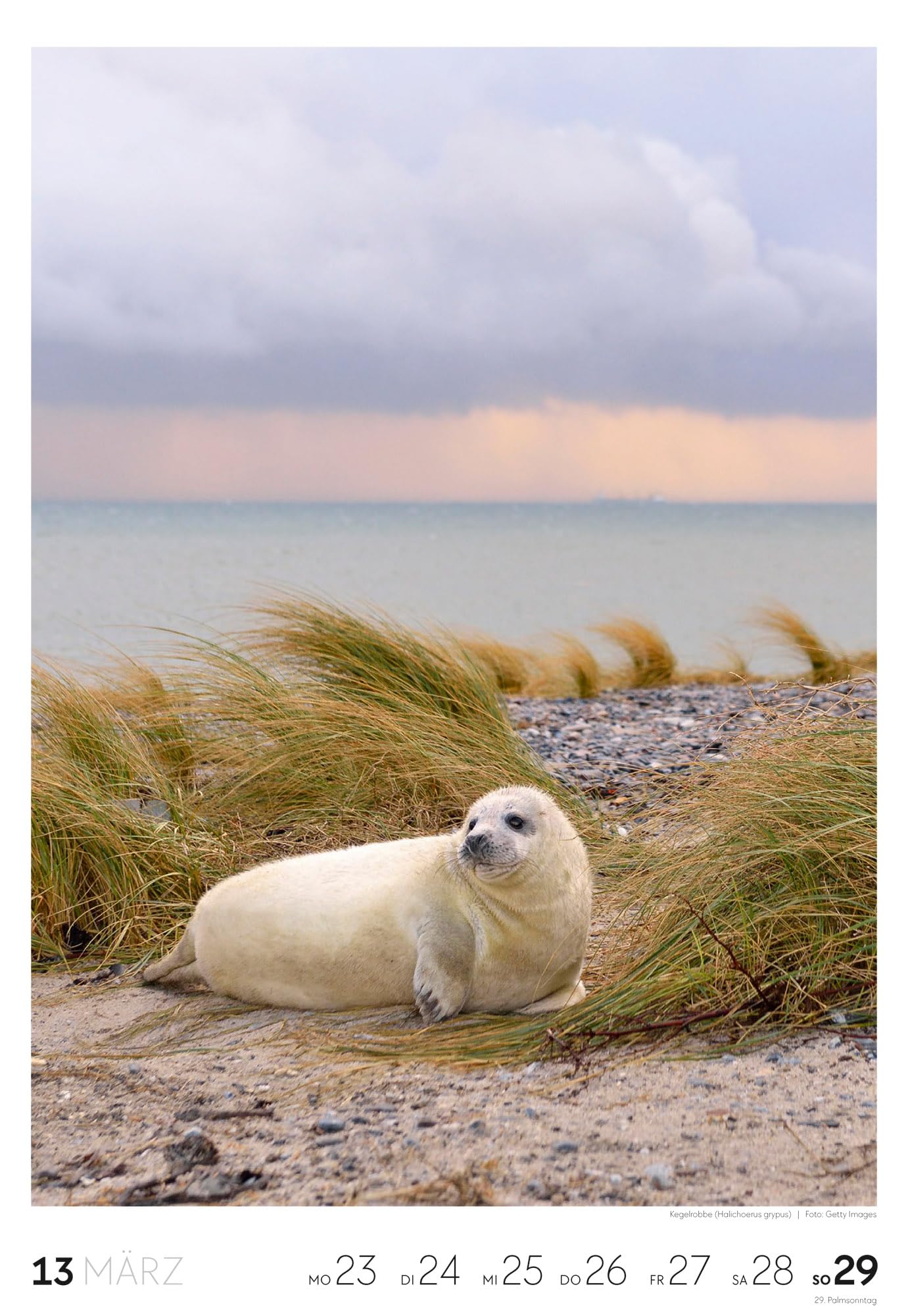 Natur Wochenkalender 2026 | Natur-Kalender mit 53 großformatigen Bildern im Hochformat (29x42 cm) | Heimische Flora und Fauna