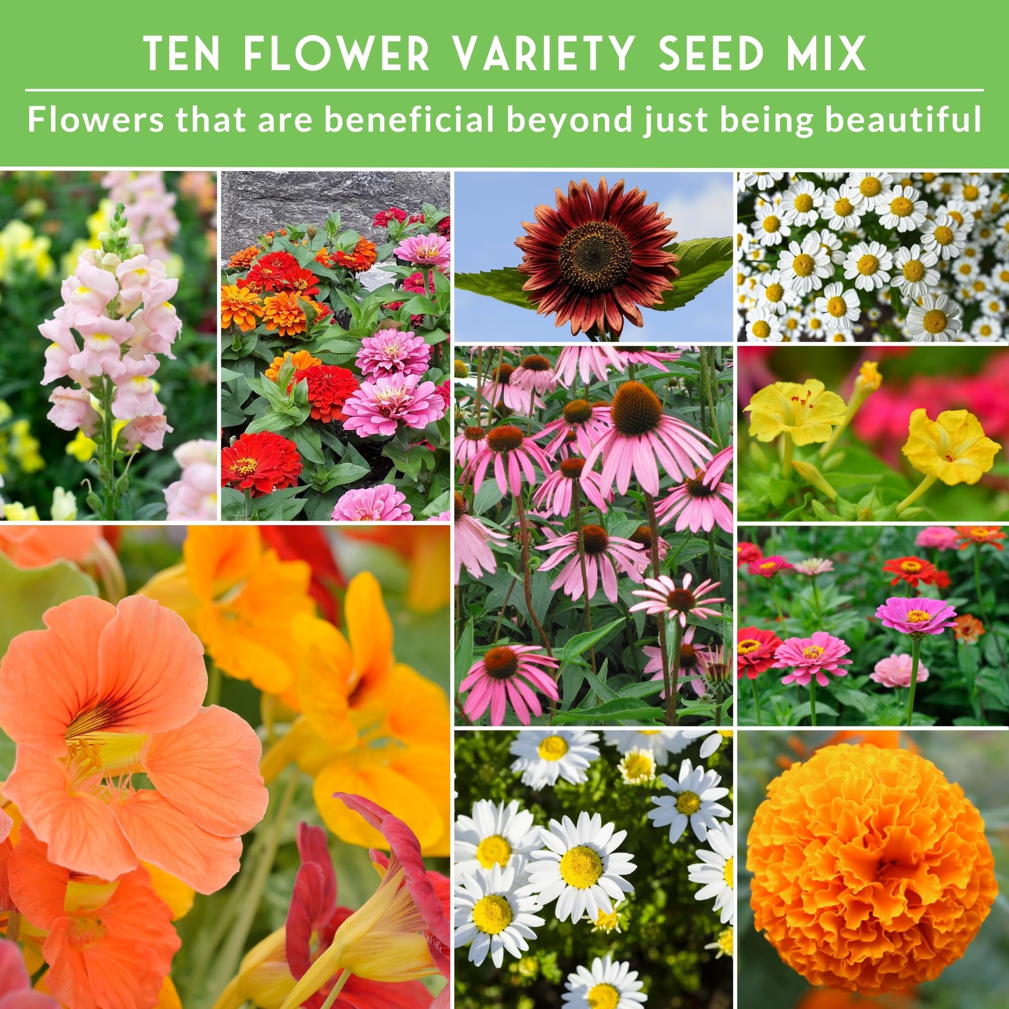 Colección de 10 flores, manzanilla, margarita Shasta, equinácea morada, caléndula, gloria de la mañana, capuchina, dragón, girasol, zinnia, variedades de reliquia sin OMG 4