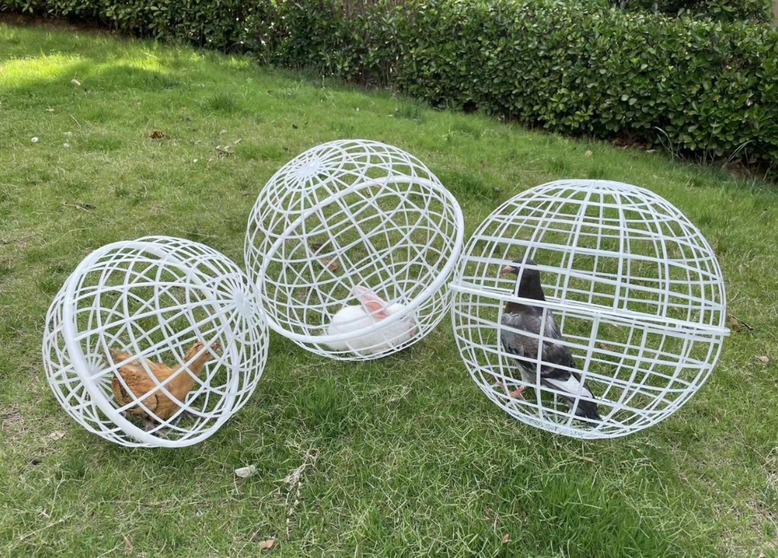 3 PCS Cage à Poules en Plastique Mobile Circulaire, Forme de Boule pour l'Élevage en Liberté à l'Extérieur, Type Enroulable