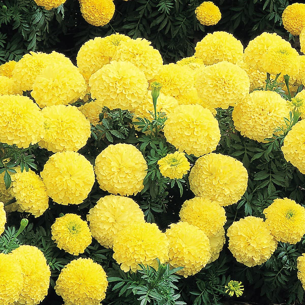 Flora Seeds Marigold Inca Yellow Flower Seeds for Home Gardening, Winter (Pack of 50 Seeds) (B0CMT6RLGV) Amazon Price History, Amazon Price Tracker