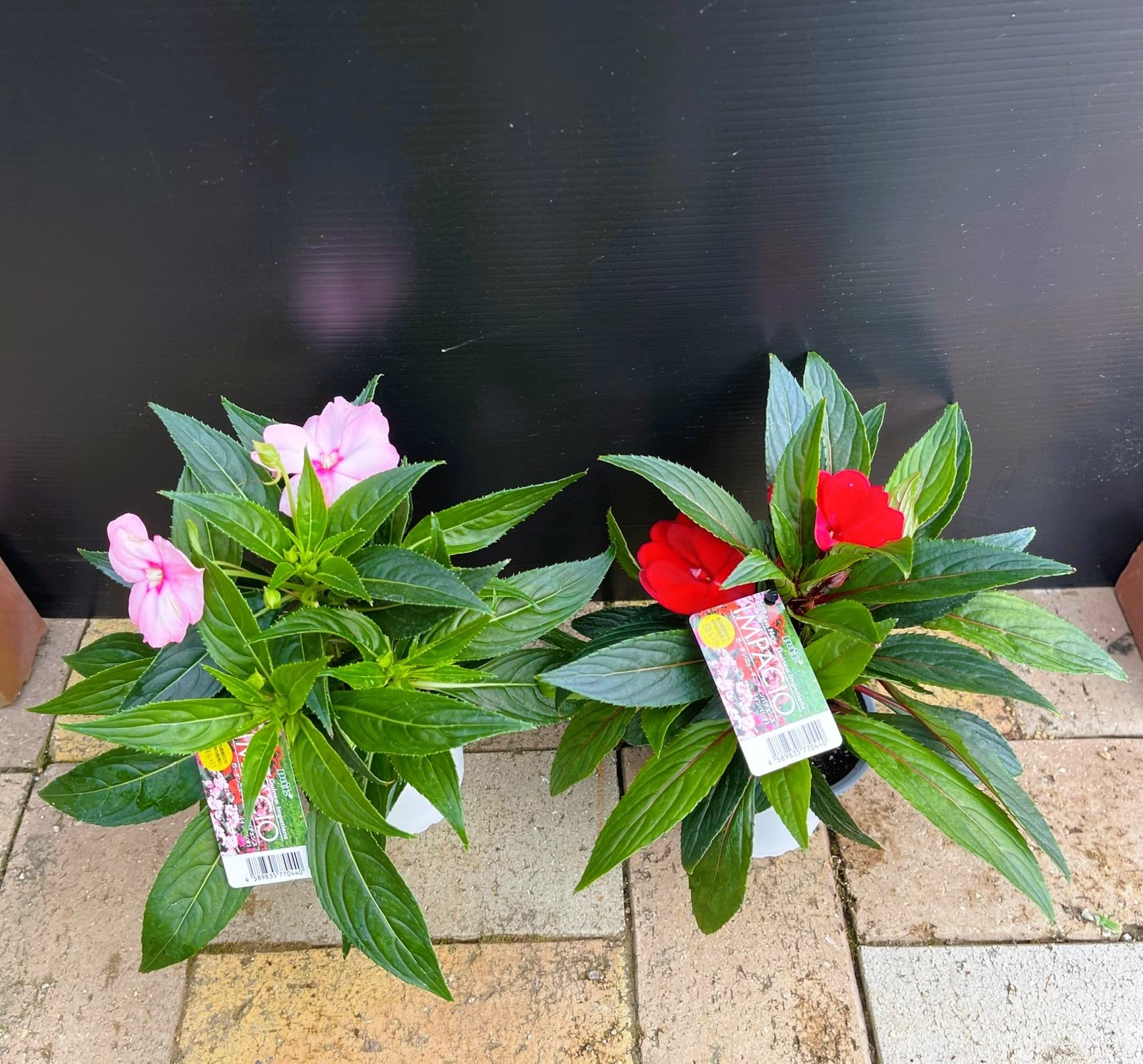 Amazon.co.jp: 晩秋まで楽しめるセルフクリーニング花苗【ガーデン