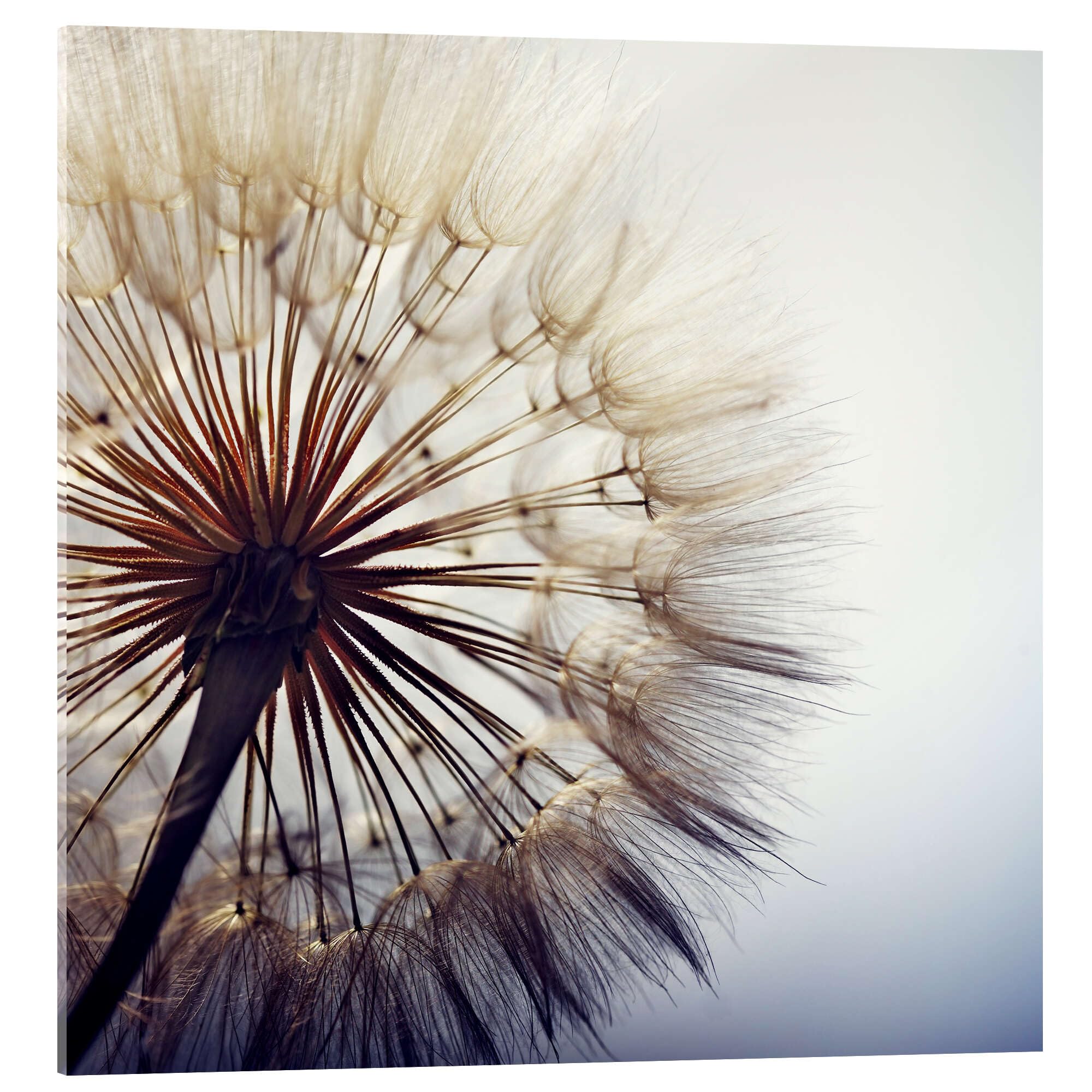 Posterlounge Große Pusteblume Acrylglasbild | 40 x 40 cm Wandbilder Wanddeko