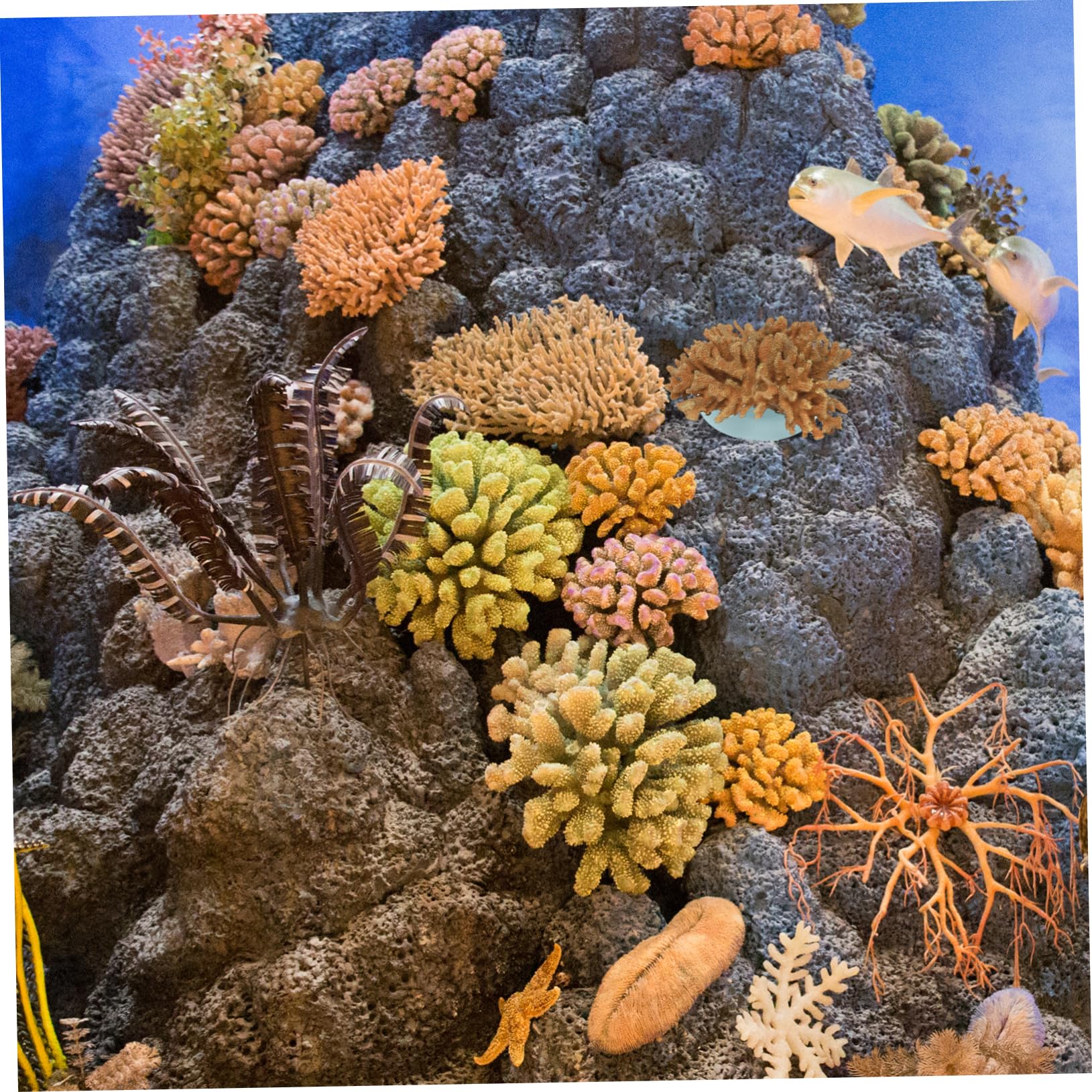海水魚 水槽 珊瑚 サンゴ フラグ プラグ コーラル フラッグ 500個＋α