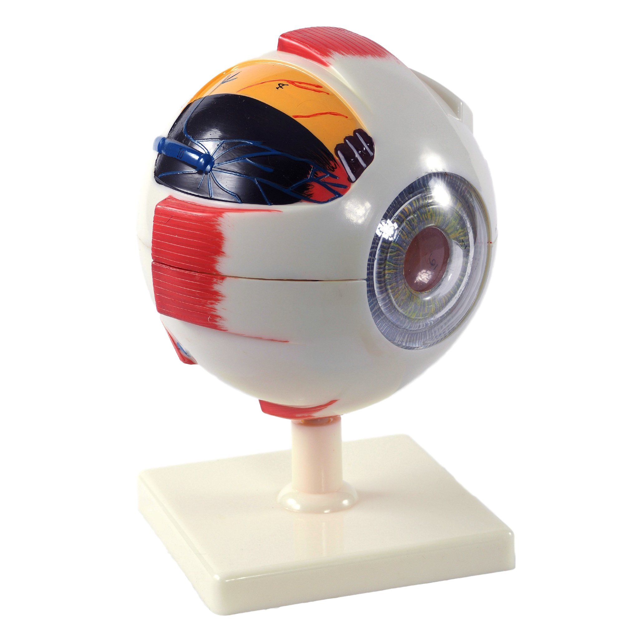 Cranstein A-418 Eye Model, 6x Enlarged