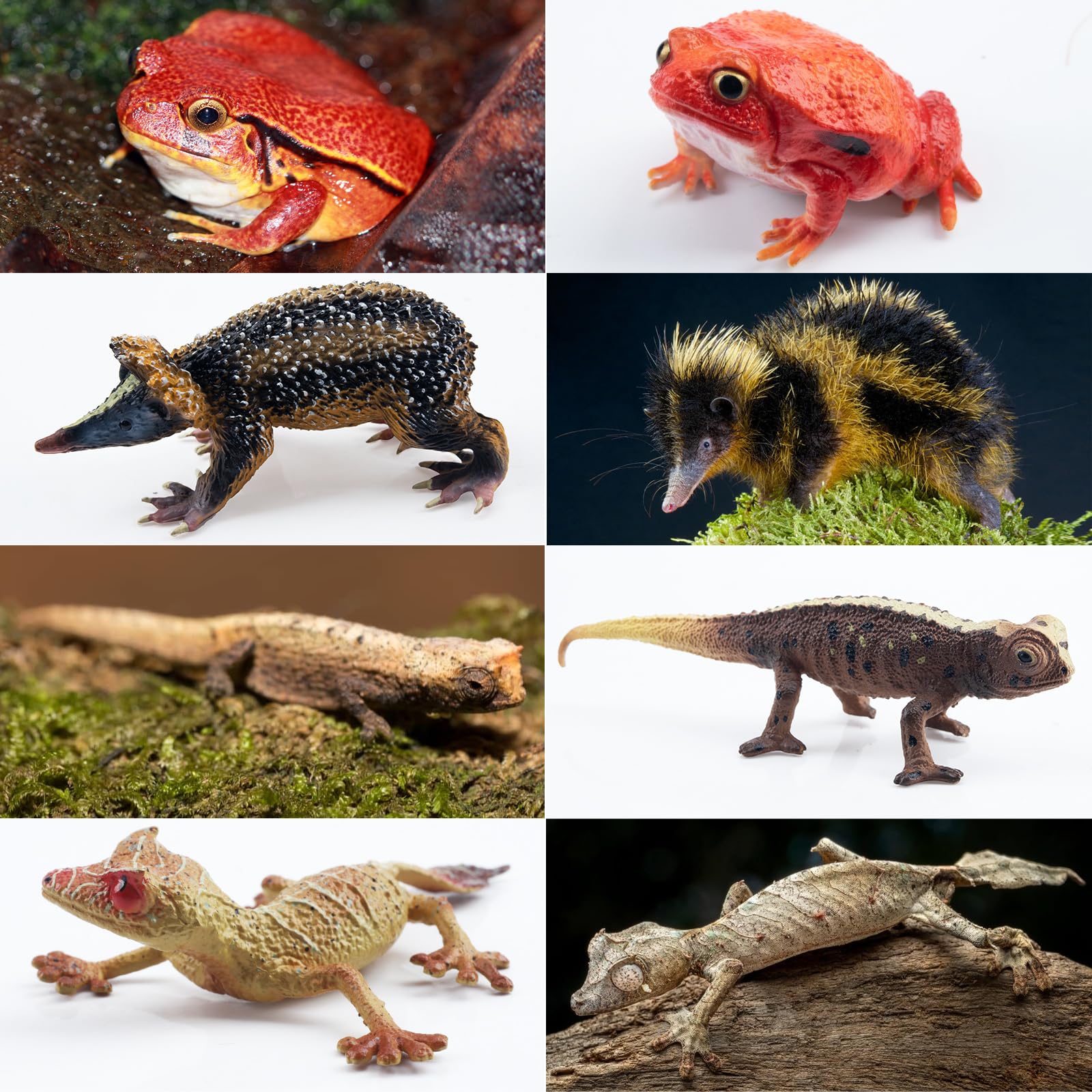 TOYMANY 12 sztuk figurek zwierząt leśnych, realistyczne zabawki Madagaskar, plastikowe zwierzęta, zwierzęta z dzikiej dżungli, figurki zwierząt z zoo, dekoracja tortu, prezent
