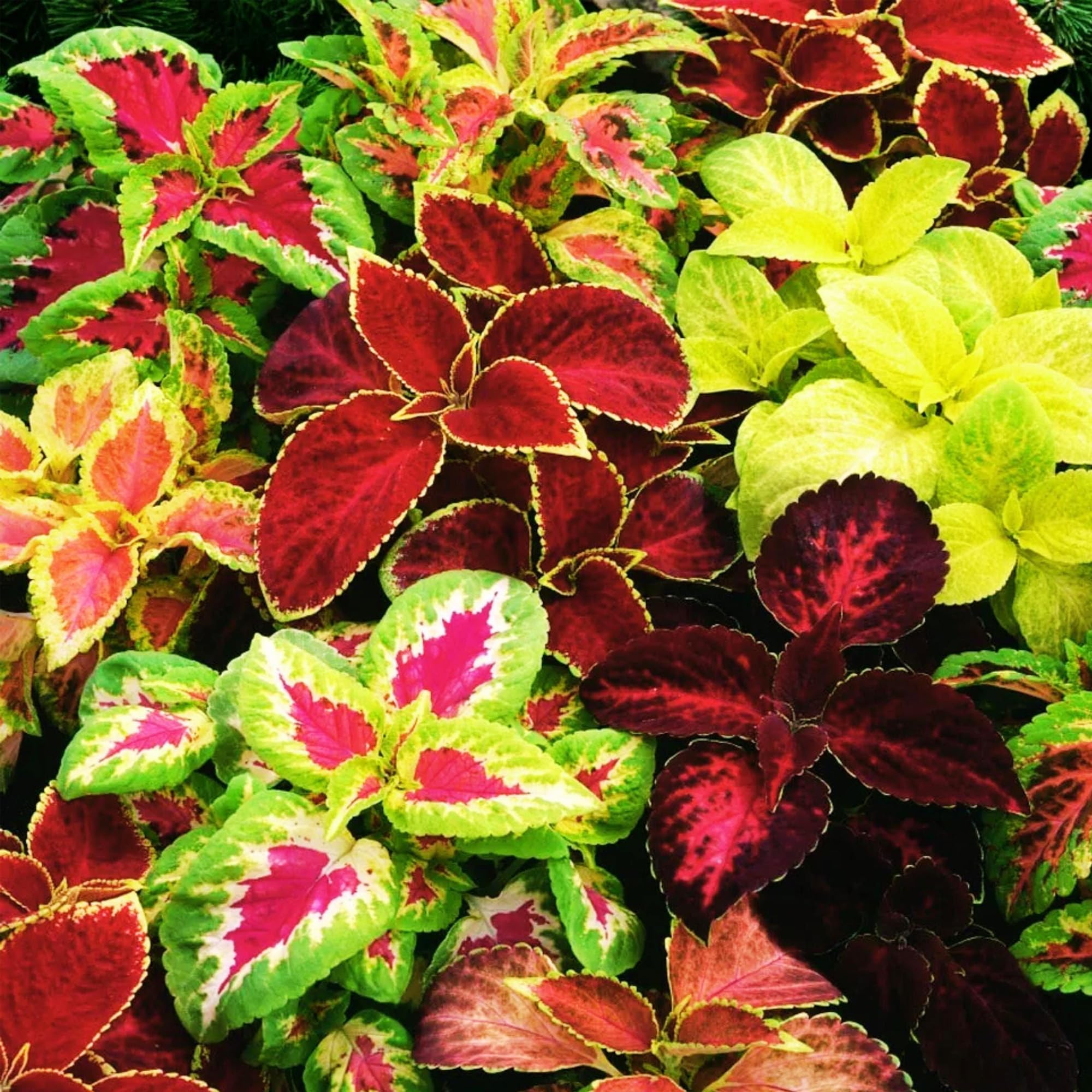 150+Coleus Rainbow Mix Seeds for Planting Outdoor-Beautiful Flower Plant in Your Home Garden Indoors or Outdoors Attractive and Colorful - Image 5