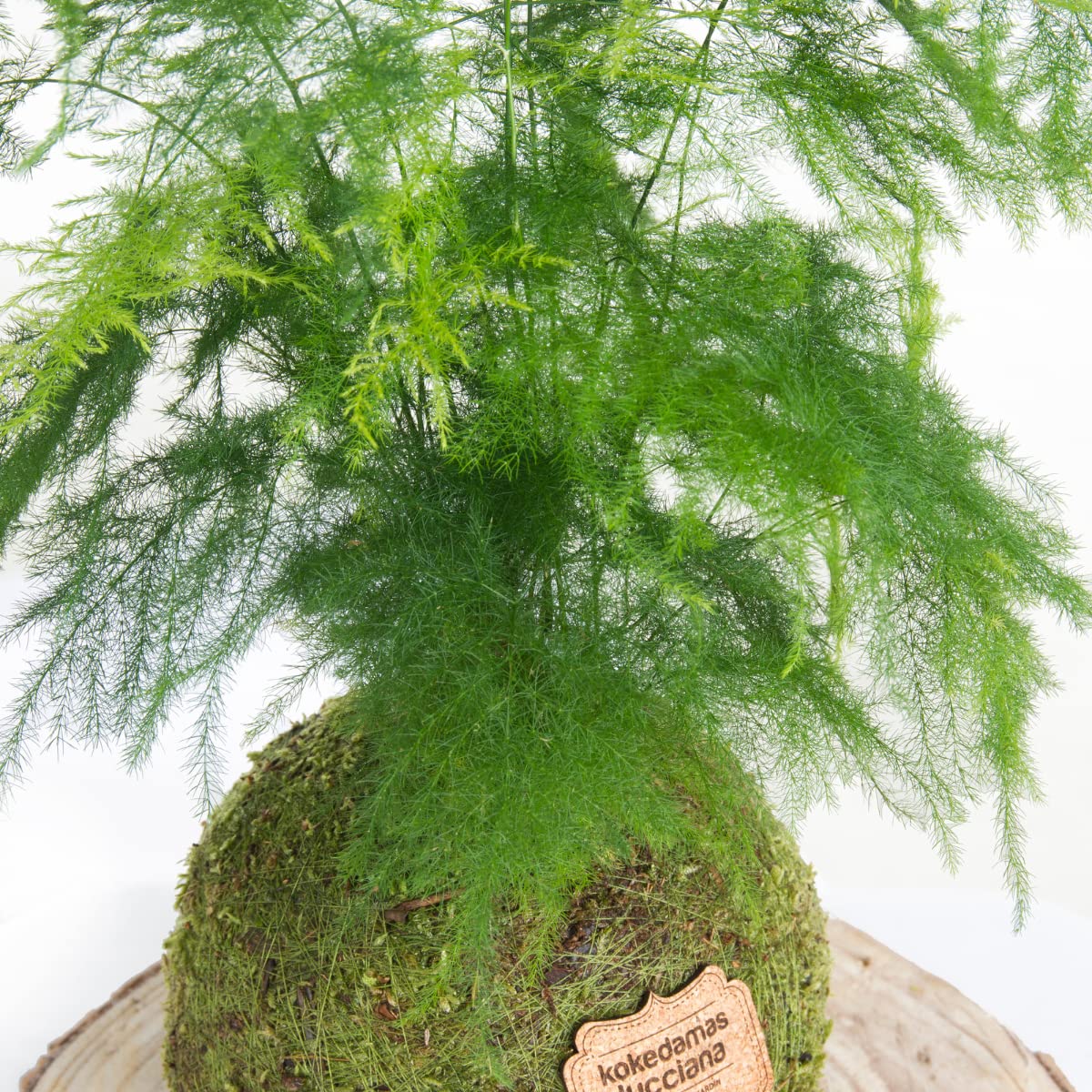 Kokedama Esparraguera Plumosa Natural - Kokedama Interior | Bola de Musgo Vivo | Planta Natural | Planta Interior | Decoración Hogar | Fácil Cuidado y Mantenimiento