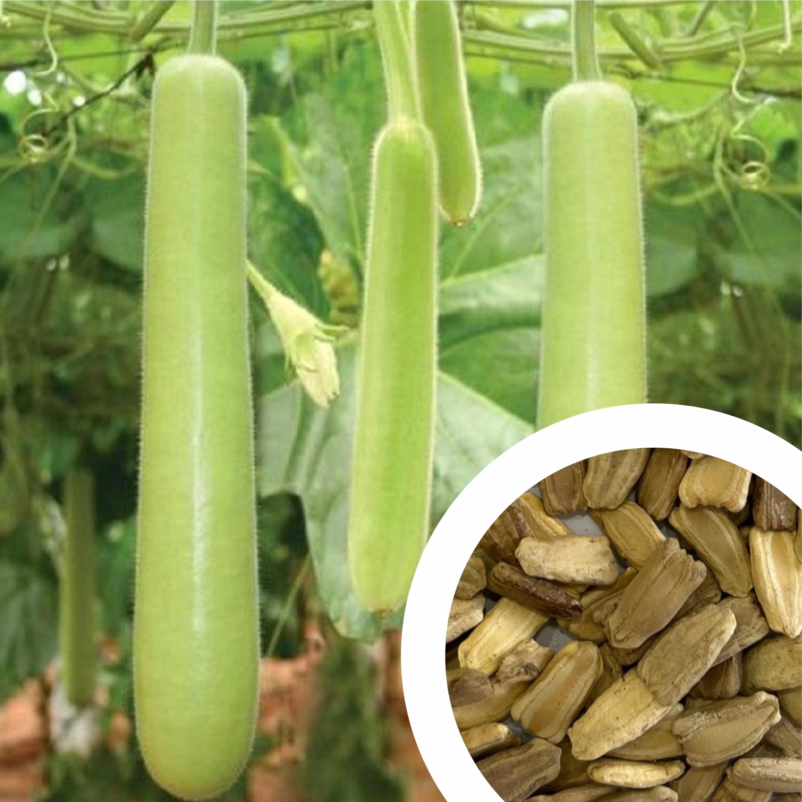 See full amazon price history chart for GROW DELIGHT Bottle Gourd (Lauki) (20 Seeds) Vegetable Seeds for Home Garden, Organic & Hybrid, Perfect for Home Gardening, Planting For Pots and Patio GROW DELIGHT Bottle Gourd (Lauki) (20 Seeds) Vegetable Seeds for Home Garden, Organic & Hybrid, Perfect for Home Gardening, Planting For Pots and Patio (B0D2DH7JMX) Amazon Price History, Amazon Price Tracker
