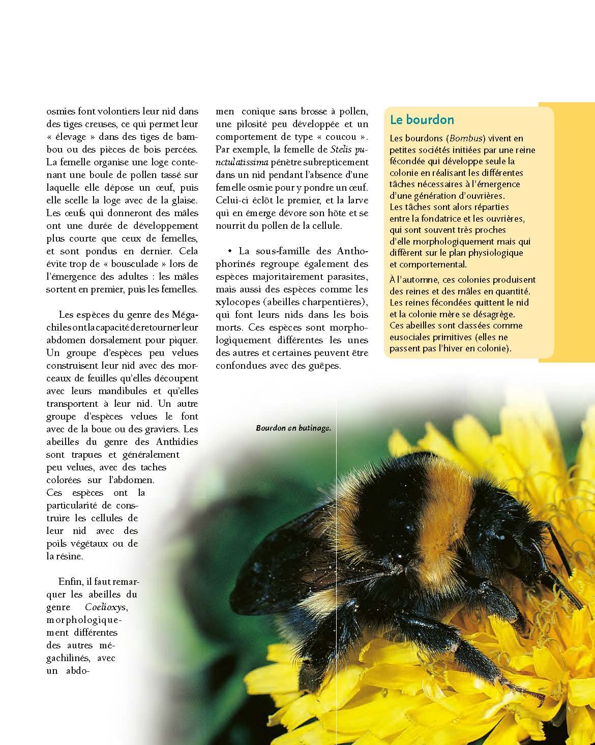 Le traité Rustica de l'apiculture