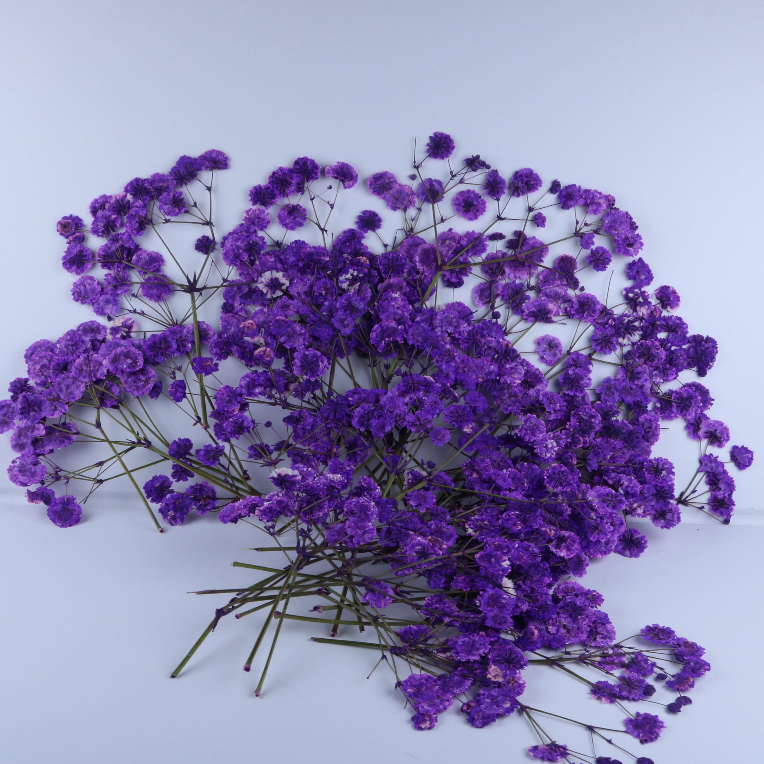 50 Zweige Lila gepresste Blumen Bulk Getrocknete Blumen Kit für Harz Getrocknete Babys Atem Blume Natürlich mit Pinzette für Handwerk Weihnachten DIY Geschenk Scrapbooking Foto Requisiten