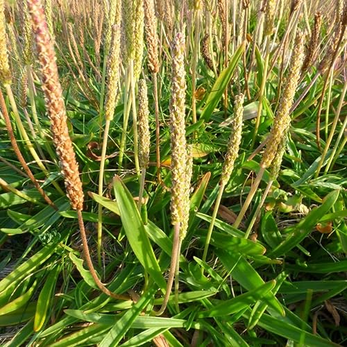 Palm Beach Medicinal Herbs - Plátano de Mar (Plantago maritima) - Paquete de 20 Semillas
