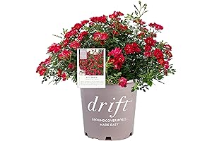 Peach Drift Rose: A Backyard Beautifier