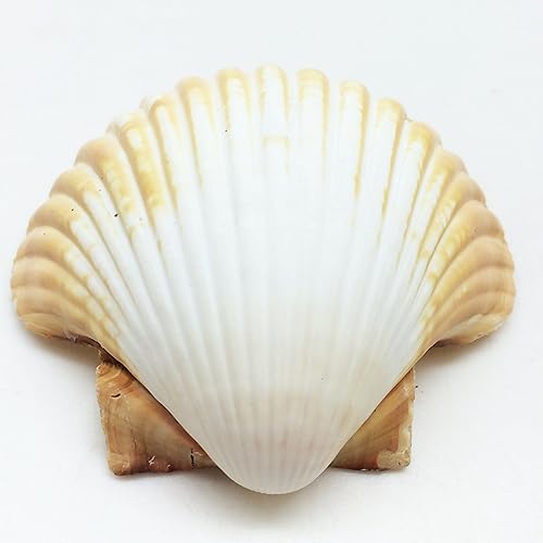 Miniatura 6 de Conchas marinas Pepperlonely, vieiras de diferentes tamaños