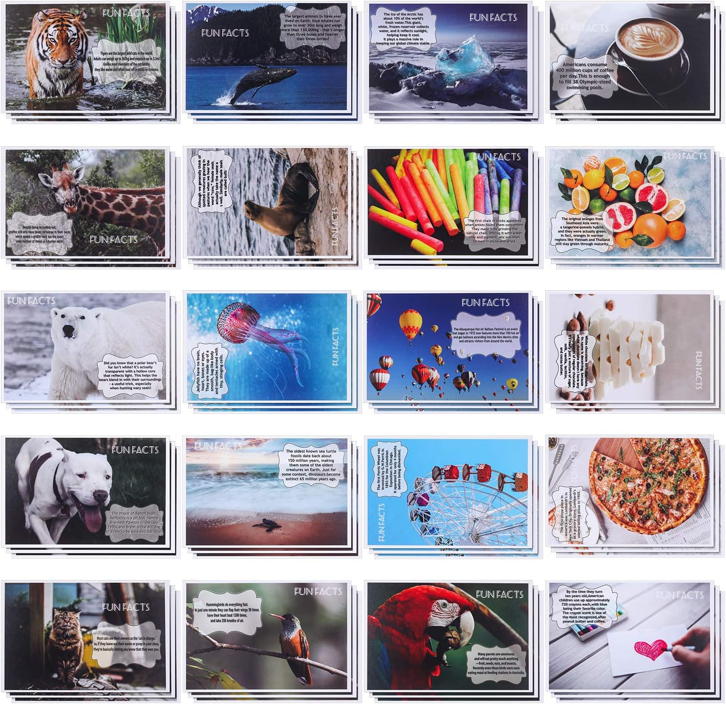 Zonon 60 Pieces Fun Facts Postcard Wild Animal Bird Seasonal Landscapes Funny Postcards 20 Designs Postcards for School Students Teacher Thank You Note Cards, 4 x 6 Inches (Fun Facts)