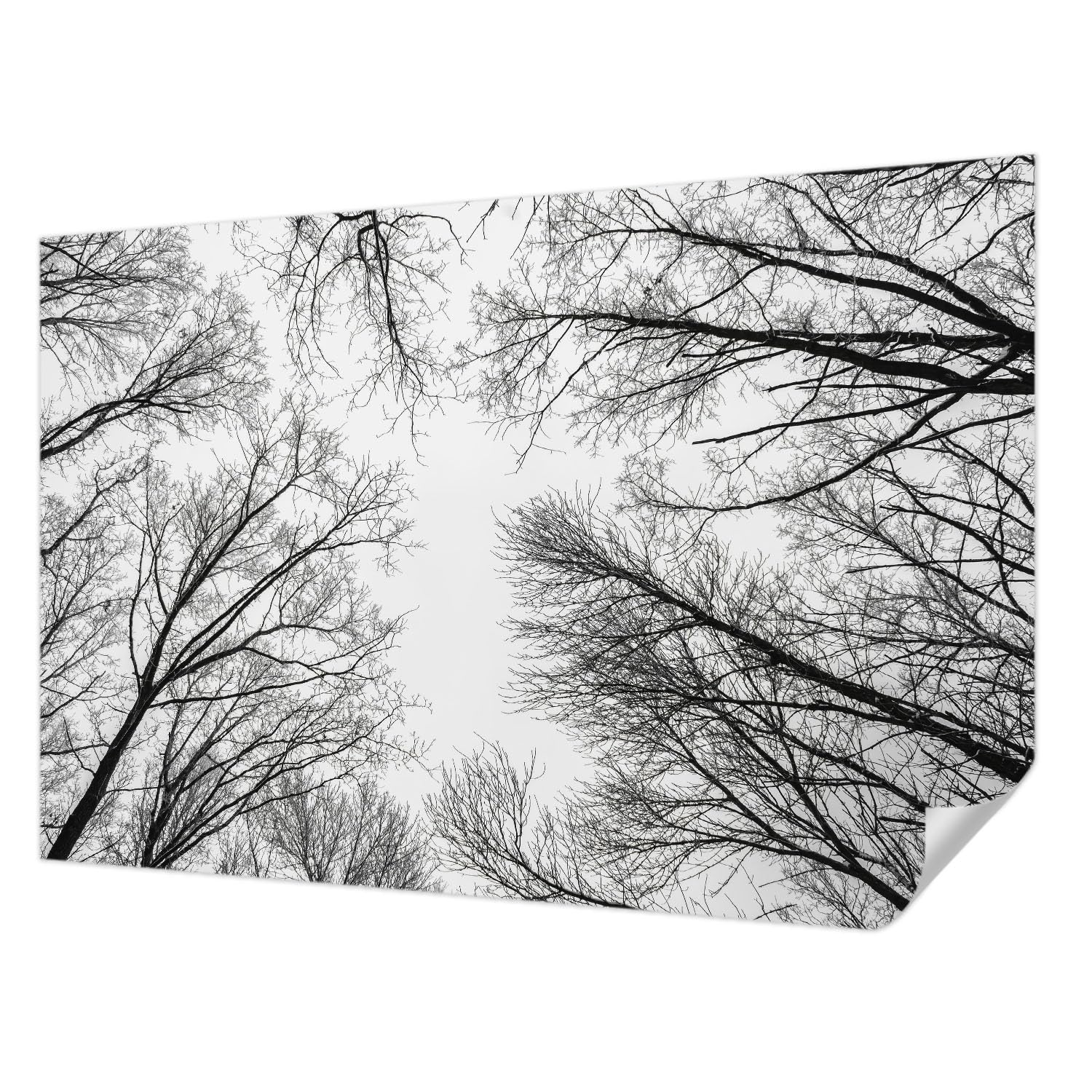 Papier peint autocollant 104x70 cm branches nues de Tulup pour salon