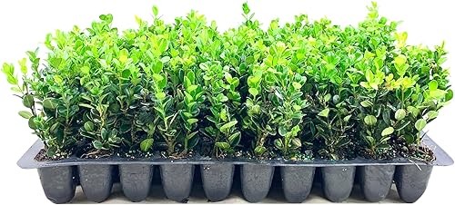 Boj coreano verde de invierno - 30 plantas vivas - Buxus Microphylla - arbusto de hoja perenne formal resistente al frío de crecimiento rápido