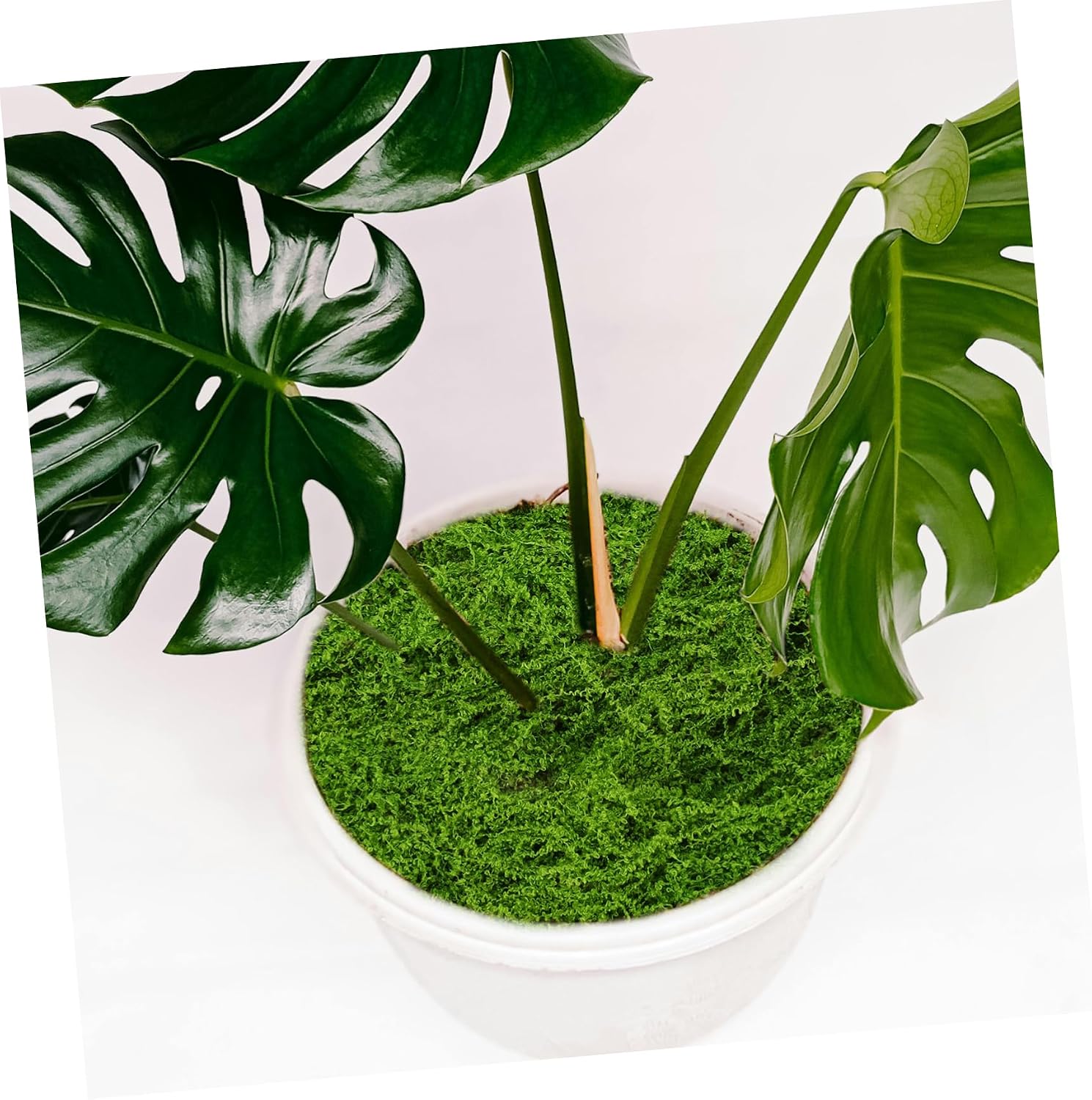 Realistic Artificial Fake Moss for Crafts and Decoration 1 Bag