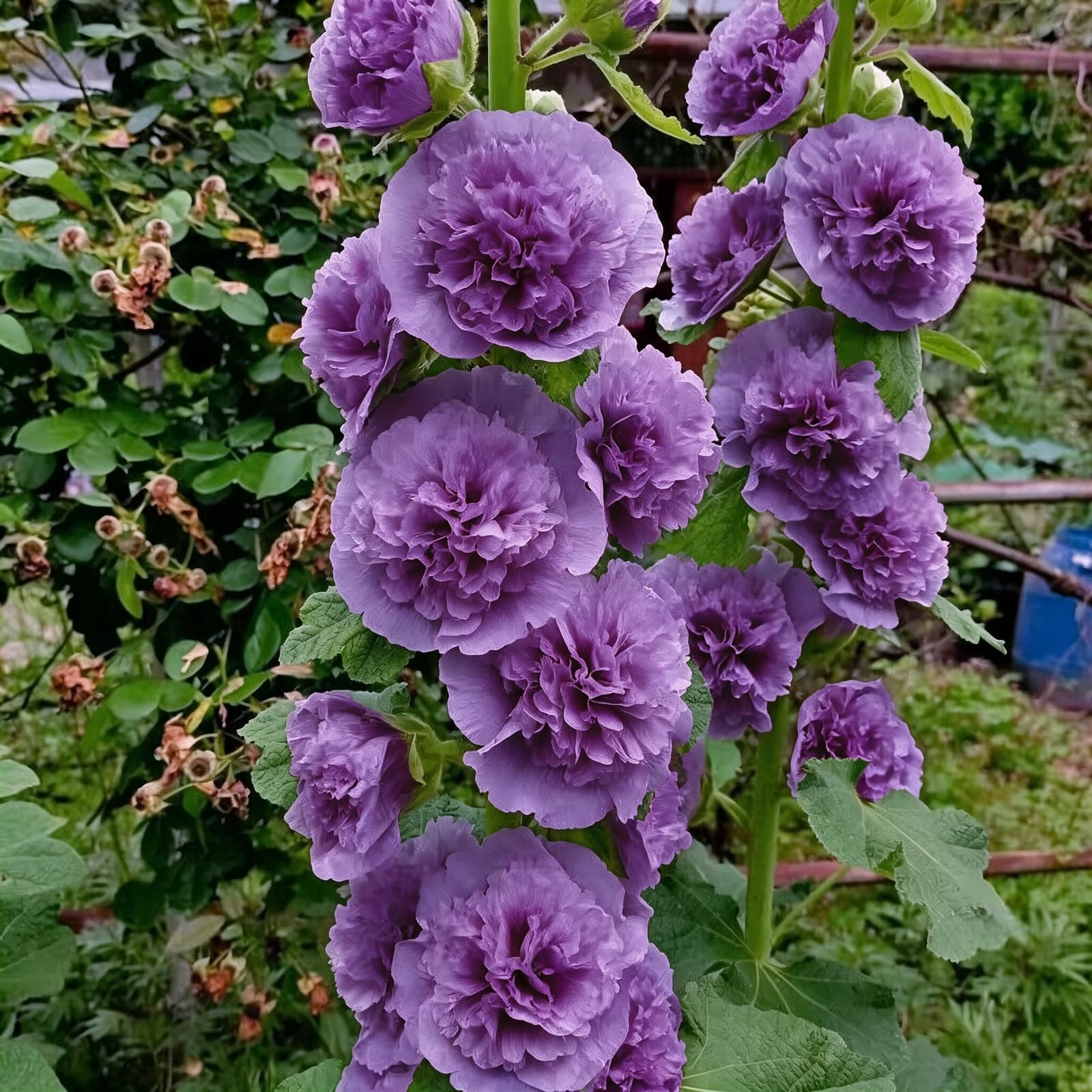 Eye-Catching Hollyhock Planting Seeds, Perennial Stunning Garden Displays, Professionally Grown-1000Count-G