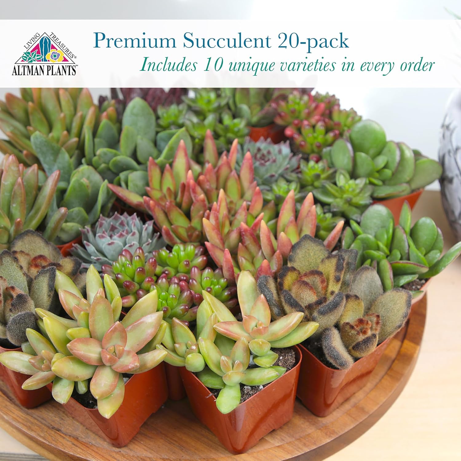 Altman Plants, Live Succulent Plants (20 Pack) Assorted Potted Succulents Plants Live House Plants in Cacti and Succulent Soil Mix, Cactus Plants Live Indoor Plants Live Houseplants in Planter Pots - Image 7