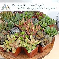 Vista 7 de Altman Plants - Plantas suculentas vivas (paquete de 20 unidades), plantas suculentas surtidas en macetas, plantas vivas para el hogar en mezcla