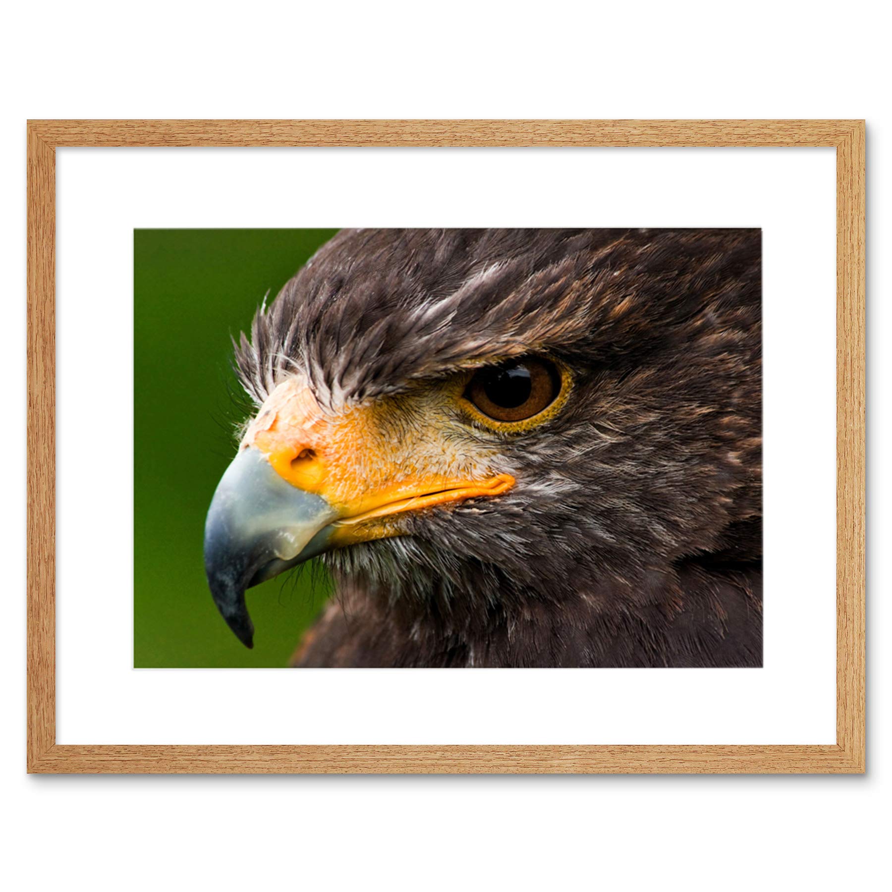 Wee Blue Coo Photo Harris Hawk Eye Bird Prey Framed Wall Art Print