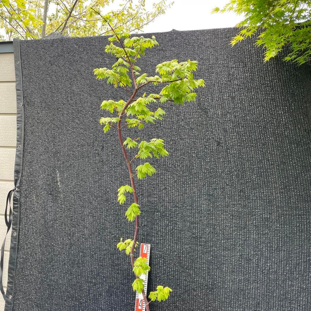 耐寒性ダシリリオン ミキワネンシス大株◇ドライガーデン多肉サボテン